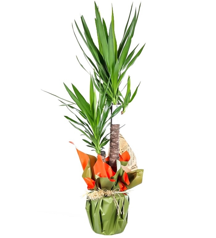 2 Gövdeli Yucca