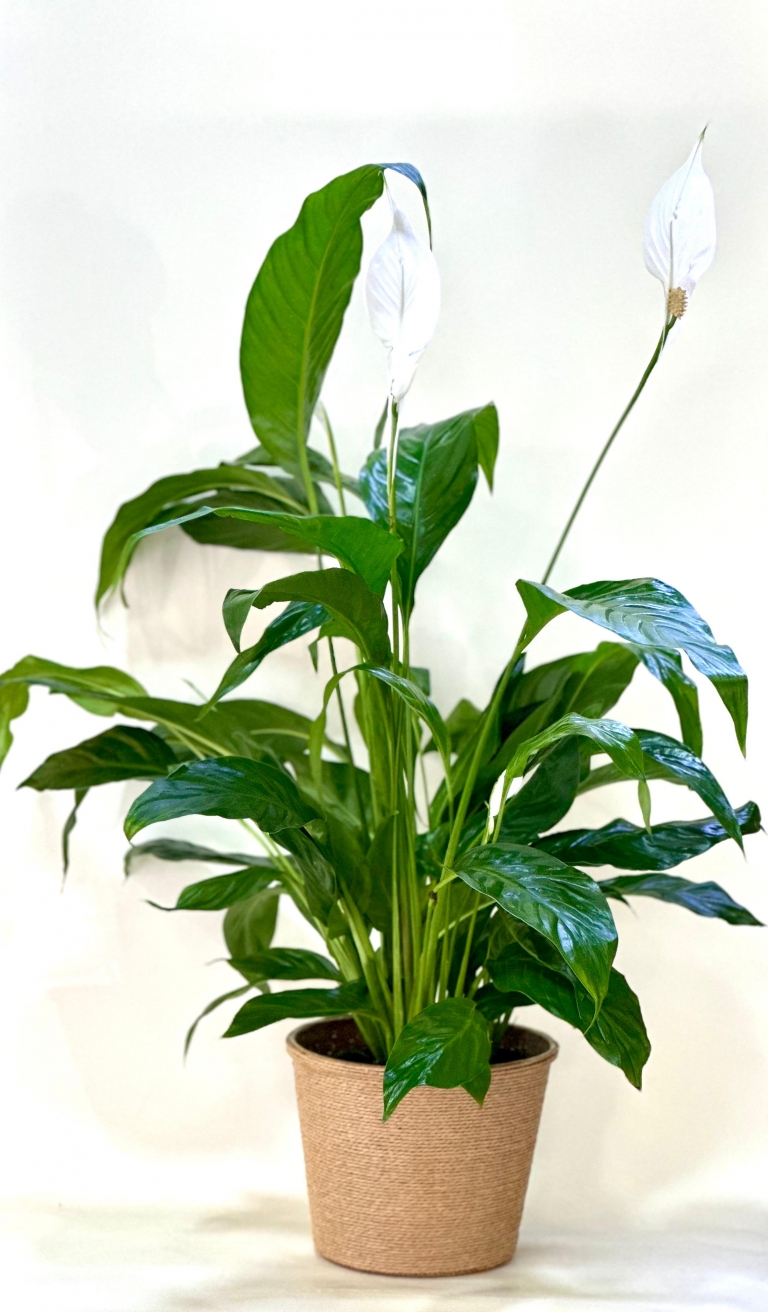 Spatifilyum ( BARIŞ ÇİÇEĞİ)