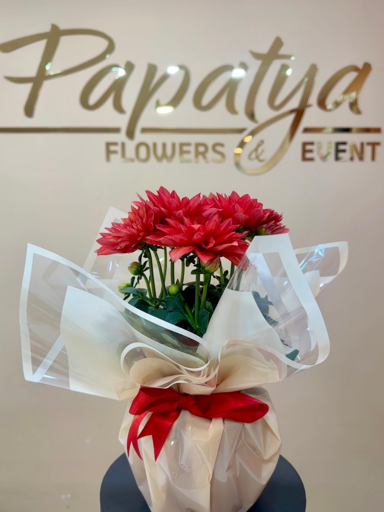Dahlia