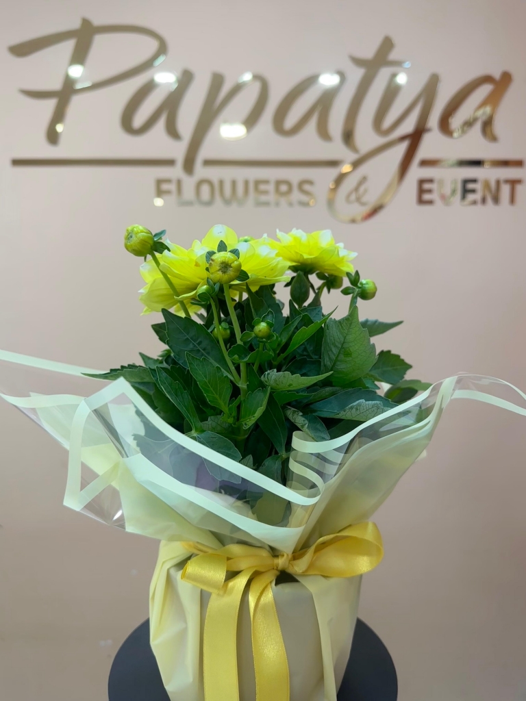 https://www.papatyacicek.net/