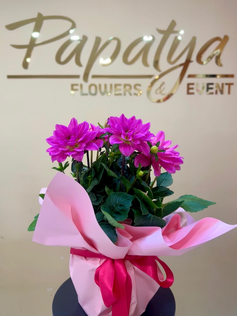 https://www.papatyacicek.net/