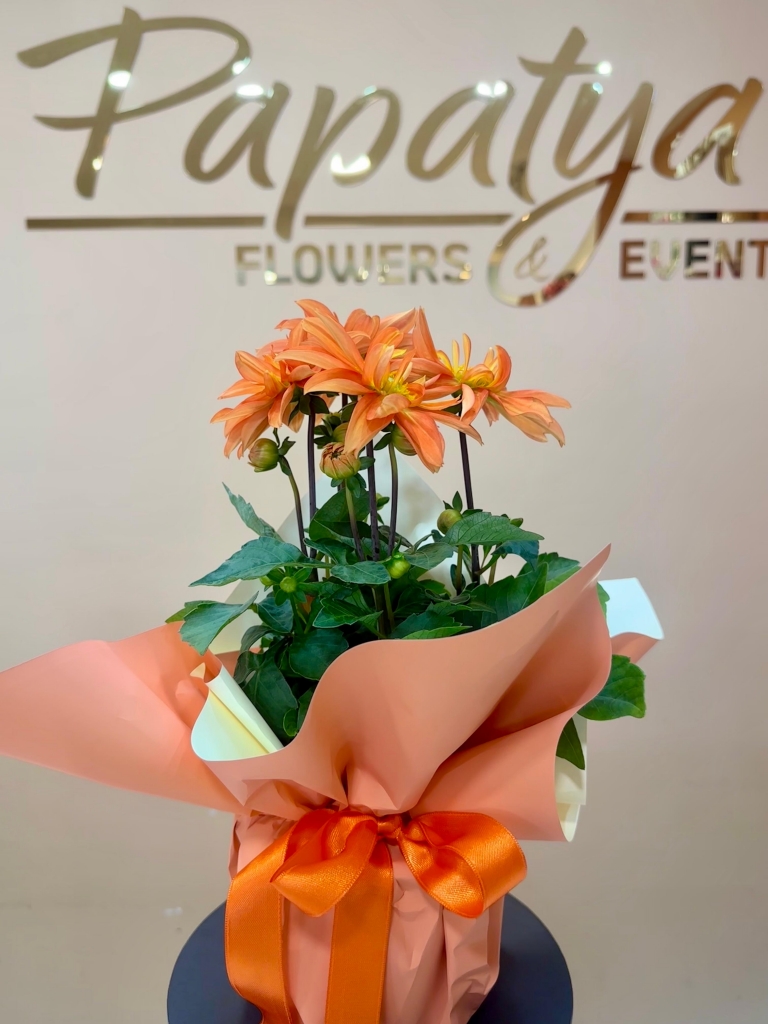 https://www.papatyacicek.net/