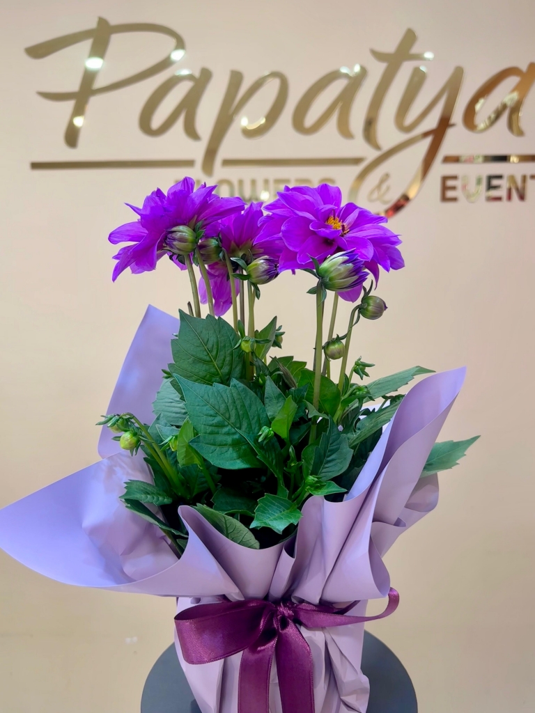 https://www.papatyacicek.net/