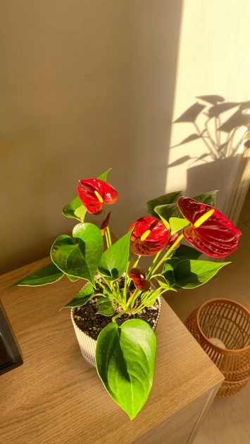 İthal Anthurium