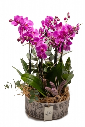 Seramikte 6 dal mor orkide