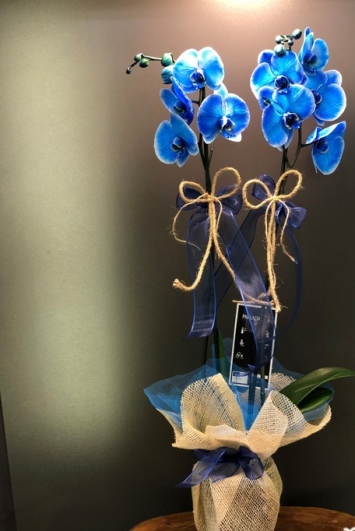 İki dallı mavi orkide 