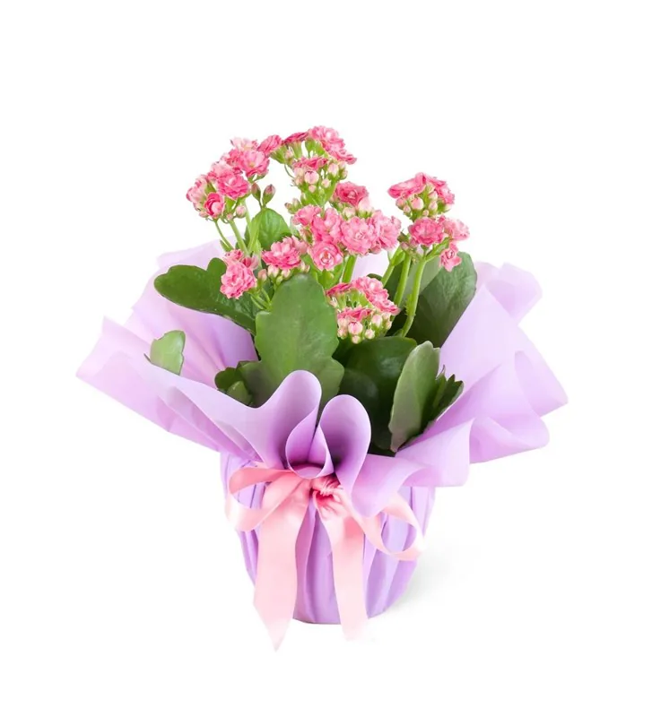 Kalanchoe